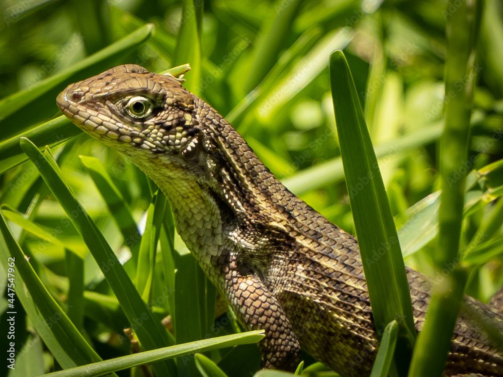 Naklejka premium Reptile, Photography, chameleon lizard, wild animal, Environment, Avian, Scenery, Photo, Wilderness, Beautiful, Wild, Wildlife, Domestic, Rural, Natural, Fowl, Beak, Bird, Animal, Nature,