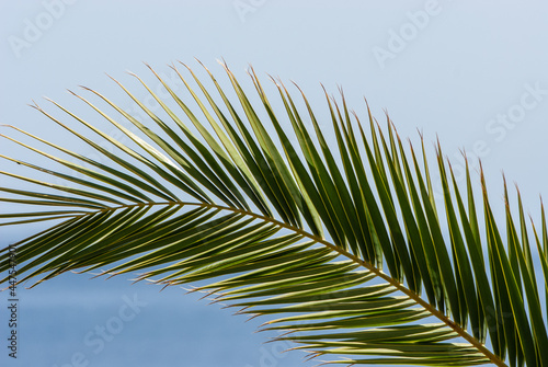 Green twig of green palm tree against the blue sky and ocean