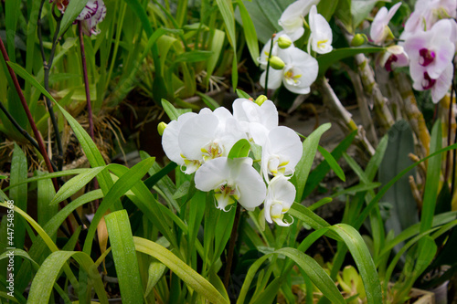 White orchid flowers in the summer garden