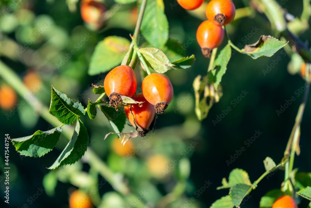 Rosehip fruit on the tree in the nature. Slovakia