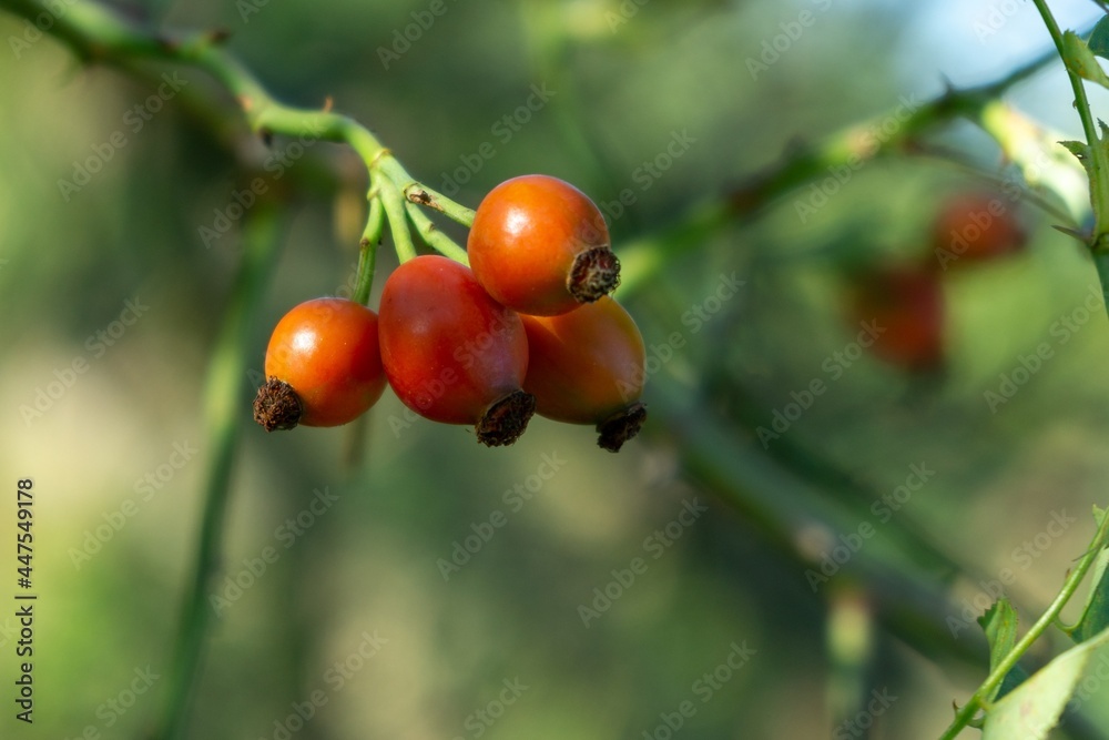 Rosehip fruit on the tree in the nature. Slovakia