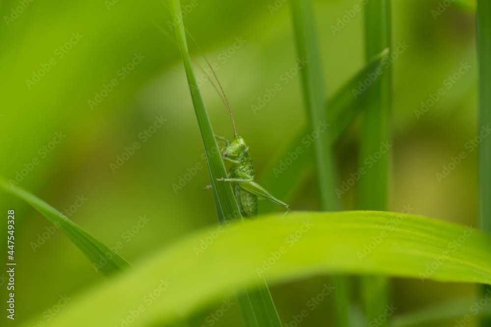 larva of a great green bush cricket (Tettigonia viridissima) sitting on a vertical stalk of grass in a meadow on a spring day larva of a great green bush cricket (Tettigonia viridissima) sitting on a vertical stalk of grass in a meadow on a spring day