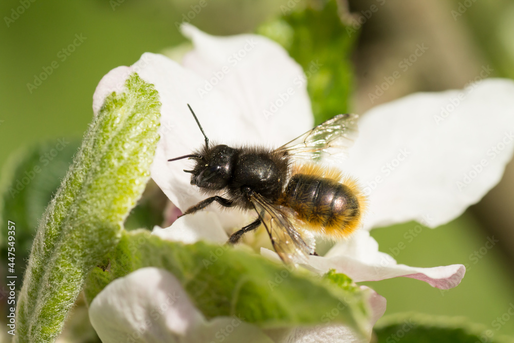 Macro image of a wild bee of the species European orchard bee (Osmia cornuta) sitting on an apple blossom Macro image of a wild bee of the species European orchard bee (Osmia cornuta) sitting on an apple blossom