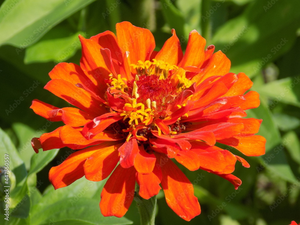 A sunny day. The red zinias are blooming luxuriantly. A sunny day. The red zinias are blooming luxuriantly.