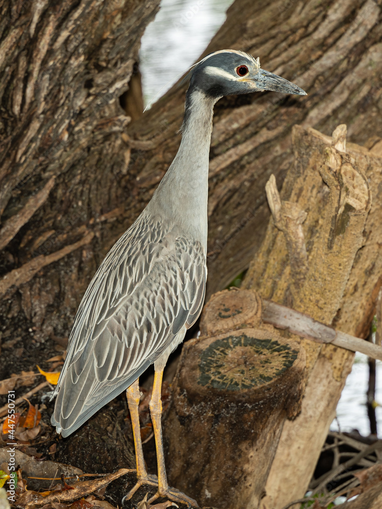 Naklejka premium South Florida Birds Urban Environment