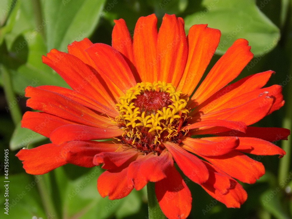 A sunny day. The red zinias are blooming luxuriantly. A sunny day. The red zinias are blooming luxuriantly.