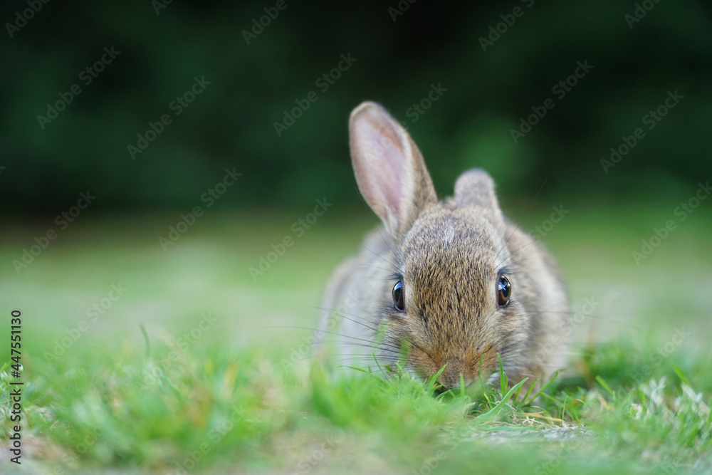 Fototapeta premium Close-up of a wild rabbit