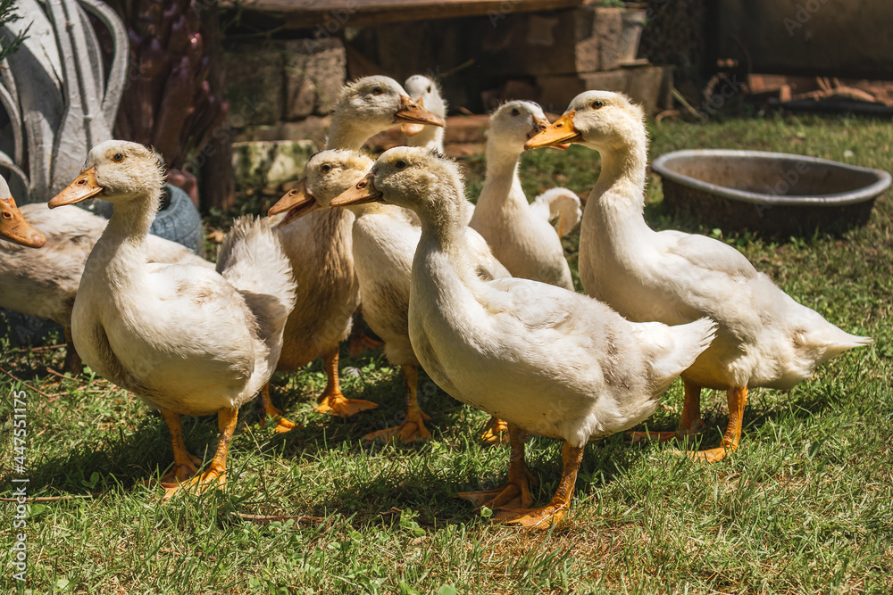 Obraz premium Lots of ducks outdoors on a sunny day. White ducks in the courtyard of a rural house. White domestic ducks walk on the green grass.