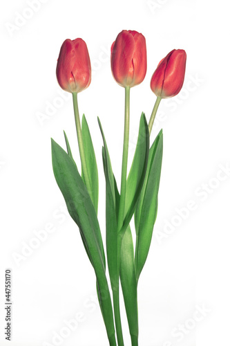 Three red  tulips flowers isolated on white background.