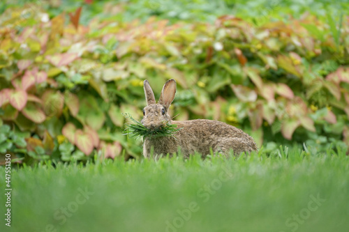 Close-up of a wild rabbit © Revilo Lessen