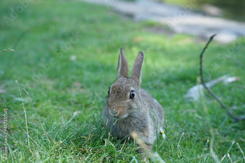 Close-up of a wild rabbit