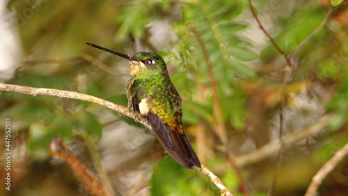 Buff-winged starfrontlet (Coeligena lutetiae) hummingbird perched on a stick at Yanacocha Reserve outside of Quito, Ecuador photo