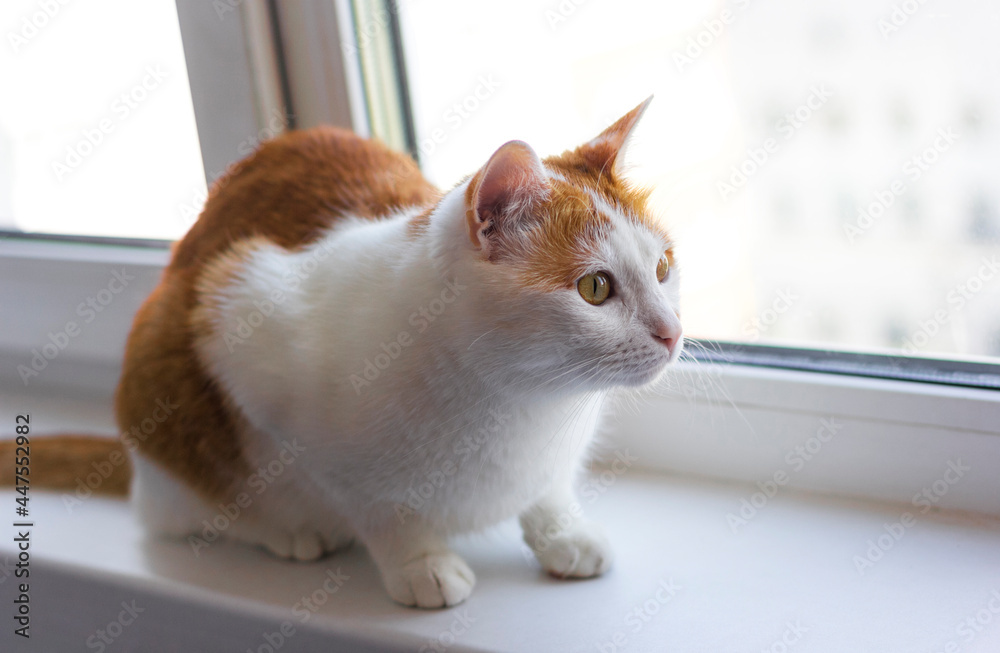 beautiful ginger cat sitting on a window on a white background