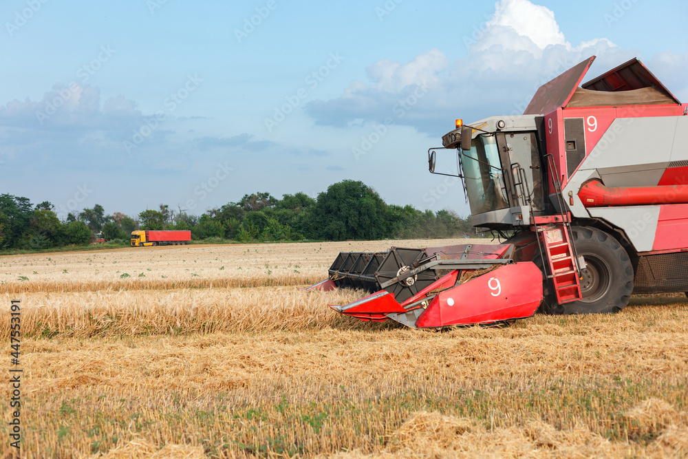 Obraz premium Wheat harvesting on field in summer season. Combine harvester harvests ripe wheat. agriculture. Process of gathering crop by agricultural machinery.