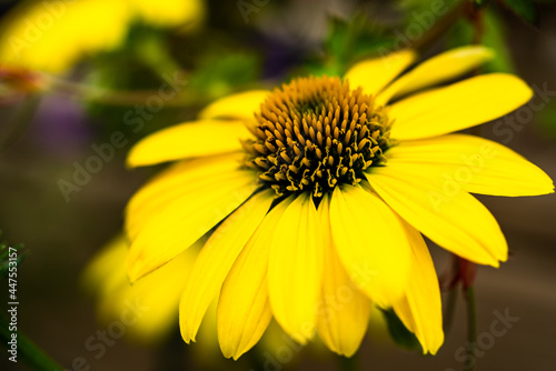 Yellow Coneflower in garden