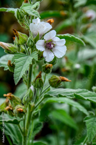 Marsh Mallow - Althaea officinalis Found on the coast of North Somerset photo