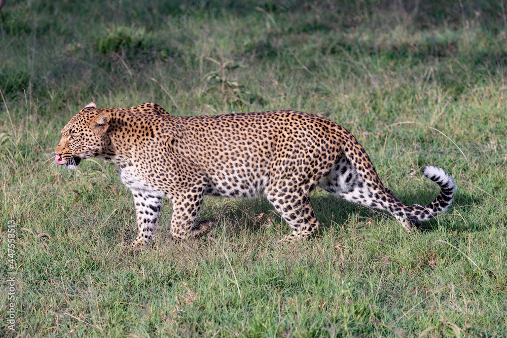 side shot of the profile of a beautiful Leopard in the Maasai Mara side shot of the profile of a beautiful Leopard in the Maasai Mara
