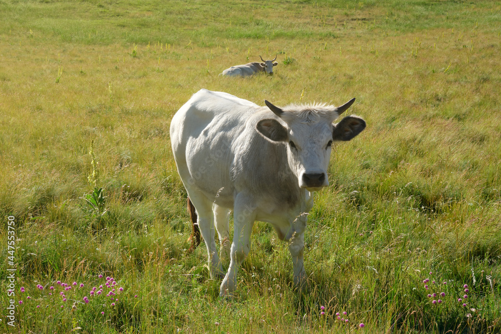 cow on pasture at campo imperatore abruzzo cow on pasture at campo imperatore abruzzo