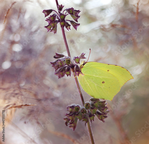 Motyl Latolistek Cytrynek photo