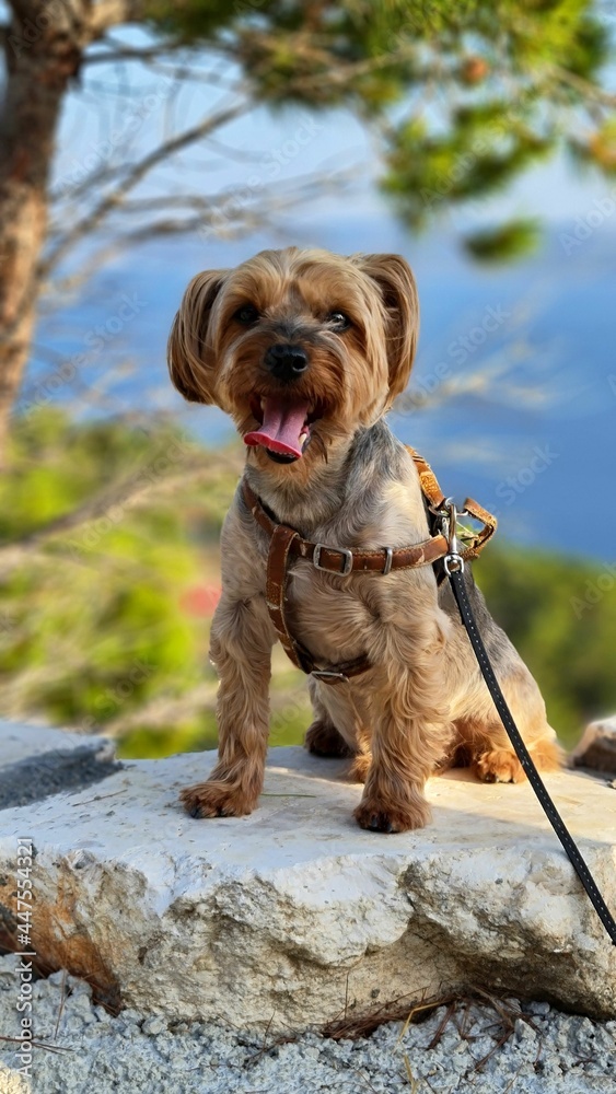 dog on the beach