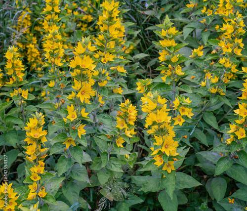 Large yellow loosestrife plant bloomig in summer