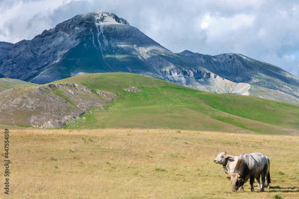 two cows grazing at campo imperatore abruzzo mountain in the background