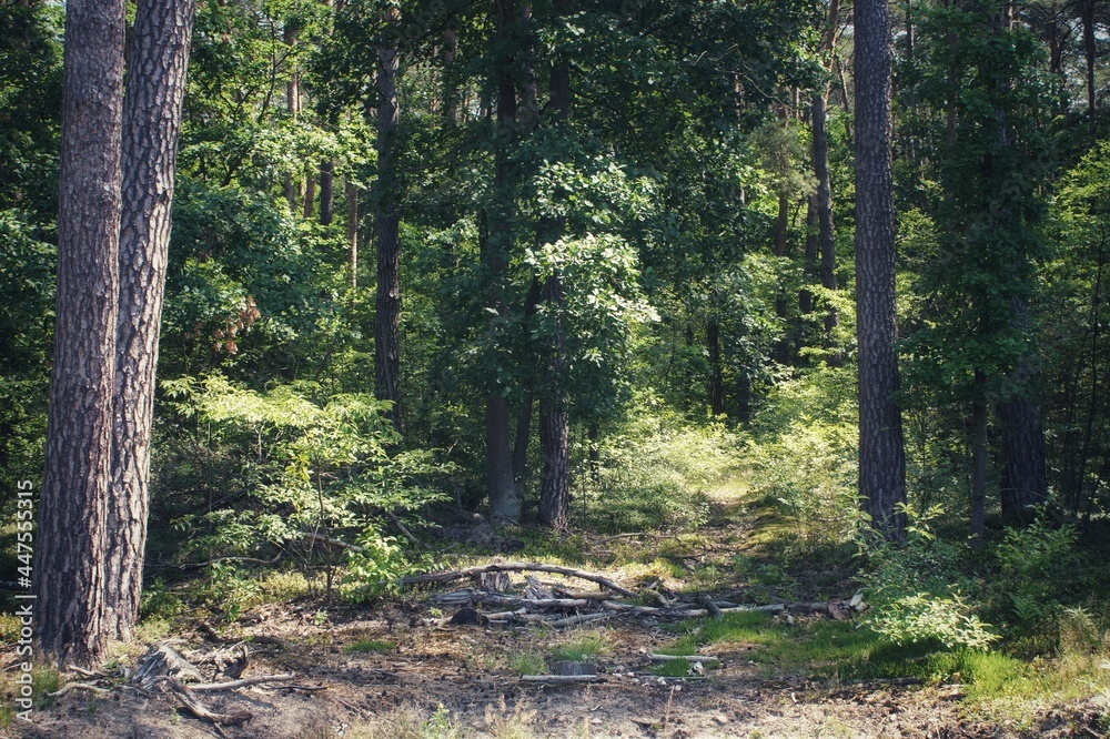 Obraz premium trees and shrubs in a European mixed forest in summer in Poland