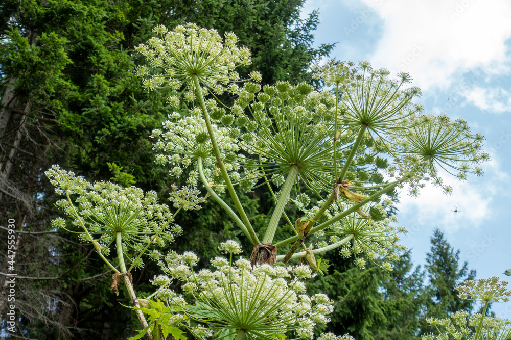 Heracleum mantegazzianum . Riesenbärenklau . Giftpflanzen . Giant Hogweed . Toxic Plants