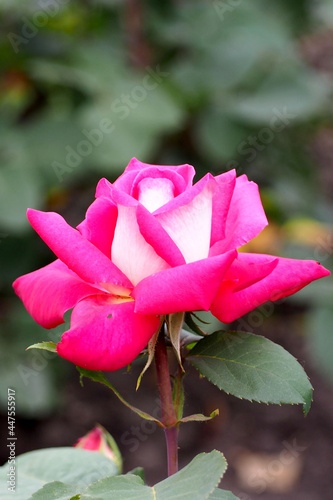 Fototapeta Naklejka Na Ścianę i Meble -  the bud of a large bright pink rose . side view