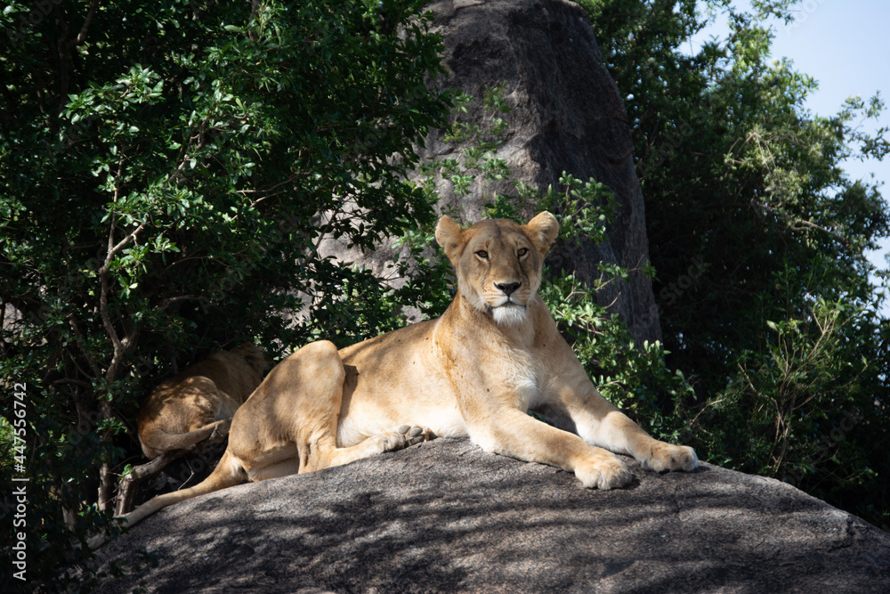 Obraz premium Lioness on Guard
