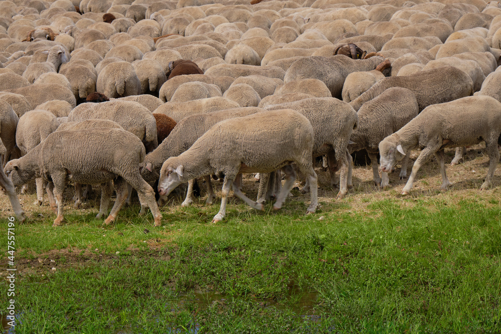 group of sheep grazing on the emperor abruzzo field group of sheep grazing on the emperor abruzzo field