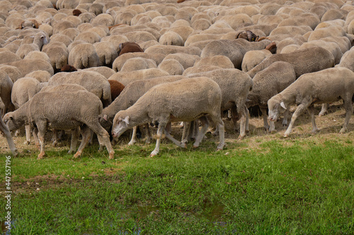 group of sheep grazing on the emperor abruzzo field