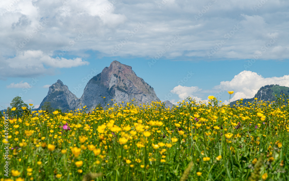 view from Stoos in the Swiss alps on a beautiful spring day with flowers around