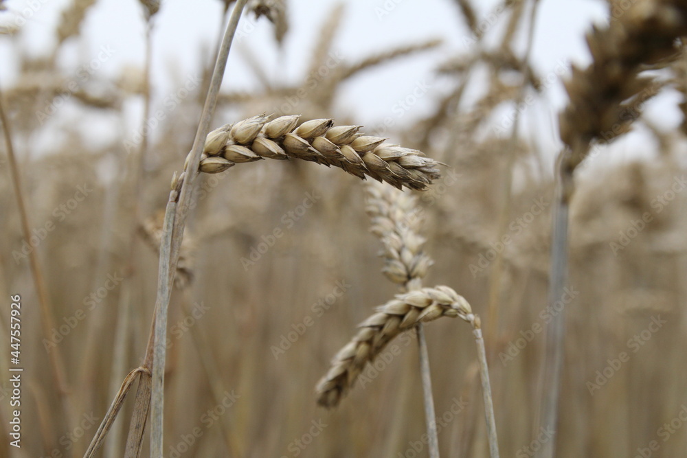 a ripe wheat ear closeup in the fields in holland in summer