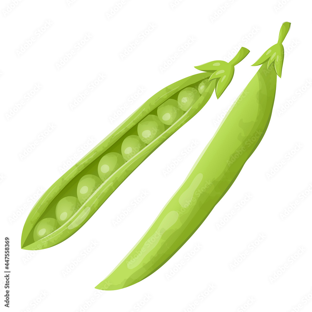 Vector illustration of a pod of fresh green peas. Healthy organic food with natural vegetables. Vector illustration of a pod of fresh green peas. Healthy organic food with natural vegetables.