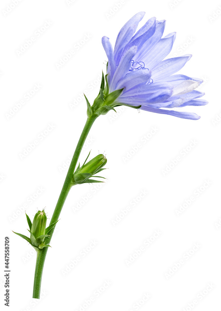 chicory flower isolated on the white background. Cichórium