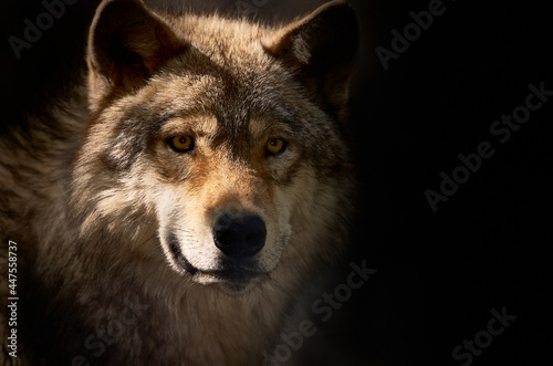 gray wolf portrait © William Andrews