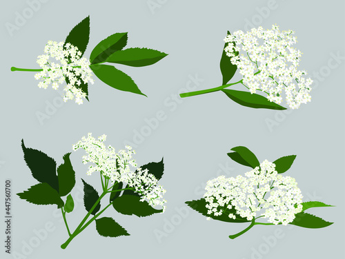 Elderflower - isolated vector illustration set photo