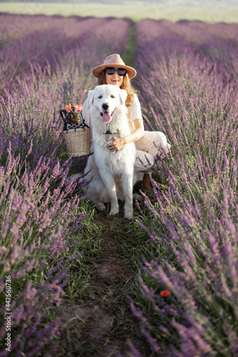 Woman sitting with dog on blooming lavender field with bucket of flowers and enjoying the beauty of nature. Spending time together with pet. Beautiful destination in summertime.