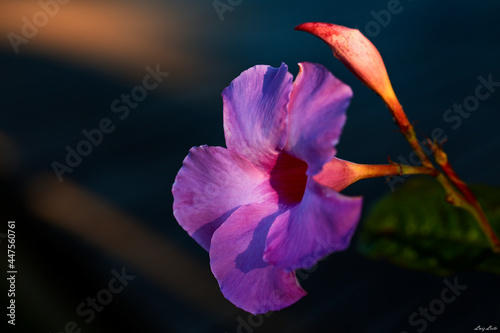 Alamanda flor e botão de flor iluminados pela luz do pôr-do-sol.  photo