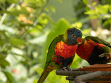 Rainbow Lorikeet (Trichoglossus moluccanus), a native parrot from eastern Australia that feeds on the Banksia flower