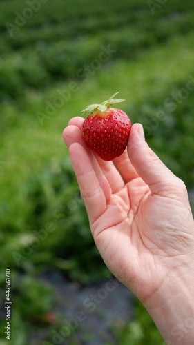 Woman holds single strawberry with her right hand