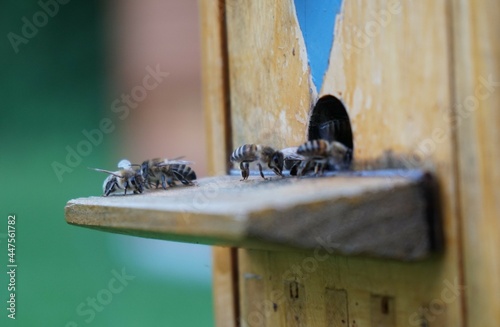 Honey bees. The guards are at the entrance.