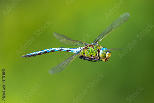 Southern or Blue Hawker (Aeshna cyanea) in Flight photo