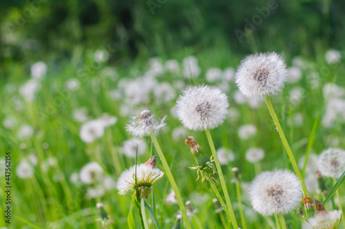 A field of fluffy white dandelions on a sunny summer day, the flowers scatter their seeds in the wind