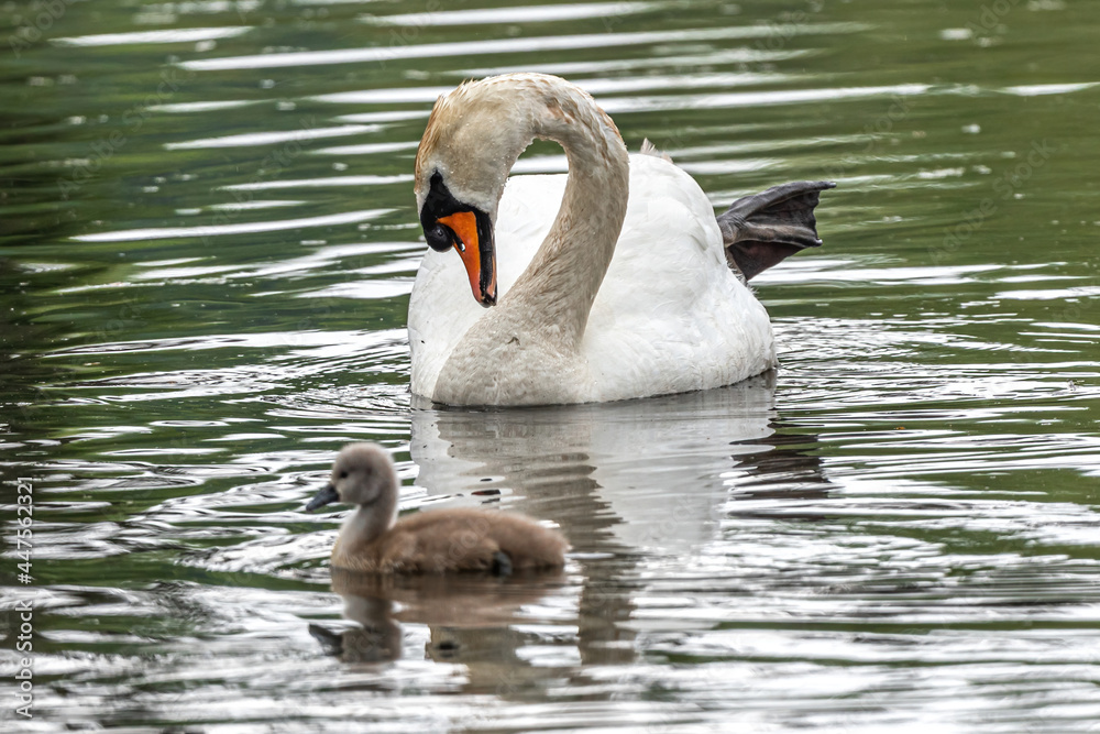 Fototapeta premium Mute Swan (Cygnus olor) with Chick