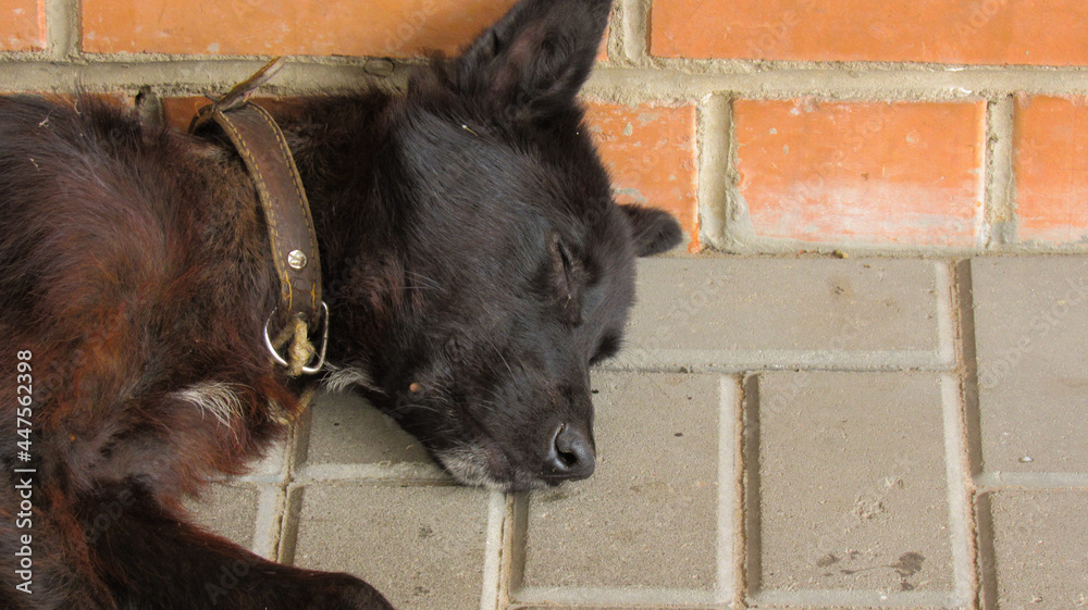 Sleeping dog on a pedestrian tile