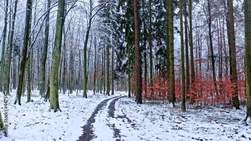 Wallpaper Mural Country road in snowy forest. Aerial view of wildlife, Poland. Torontodigital.ca