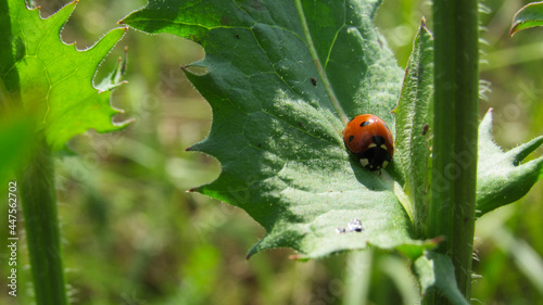 Ladybug on a plant leaf © Сергей Аксёнов