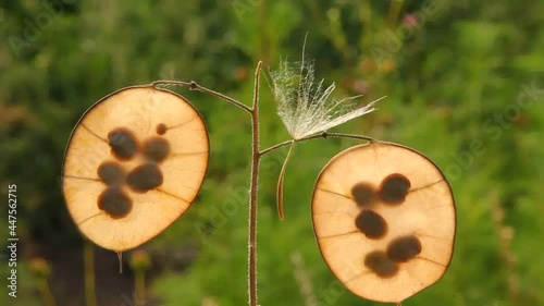 Lunaria seeds in stitches.
The Tragopogons parachute caught on the stem of the Lunaria.
 photo